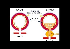 o_19p3v2qaf11t11rm1kpupipmbeq.jpg